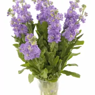 MATTHIOLA FIGARO LAVENDER