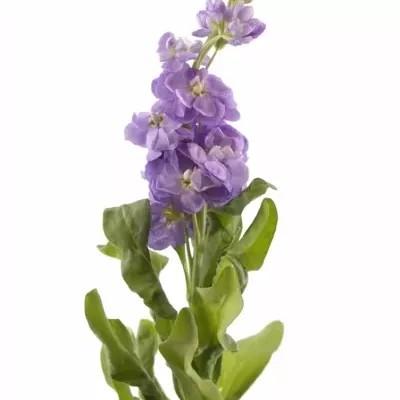 MATTHIOLA FIGARO LAVENDER