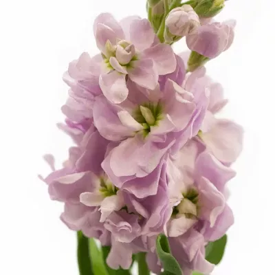 MATTHIOLA FIGARO LIGHT ROSE 50cm