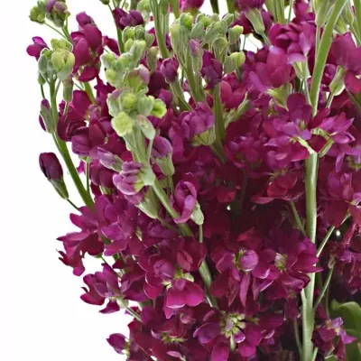 Matthiola FRANCESCA