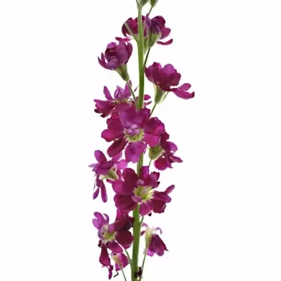 Matthiola FRANCESCA 55cm