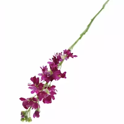 Matthiola FRANCESCA