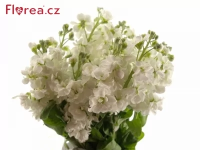 Matthiola INCANA WHITE ARROW