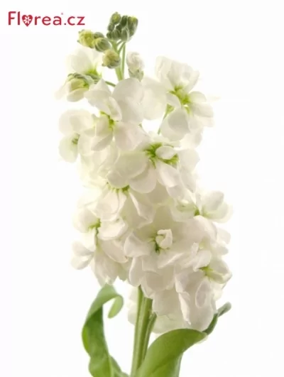 Matthiola INCANA WHITE ARROW