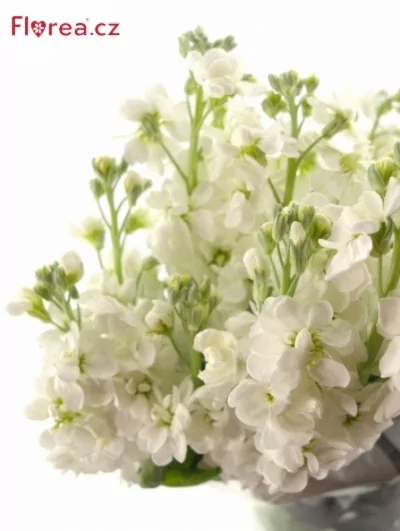 Matthiola INCANA WHITE ARROW