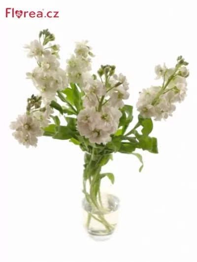 Matthiola INCANA WHITE ARROW