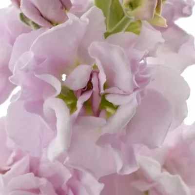 Matthiola IRON CHERRY BLOSSOM 55cm