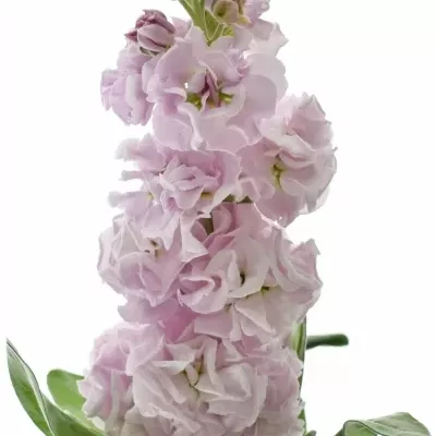 Matthiola IRON CHERRY BLOSSOM 55cm