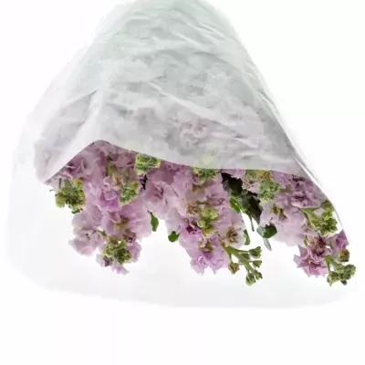 Matthiola IRON CHERRY BLOSSOM 55cm