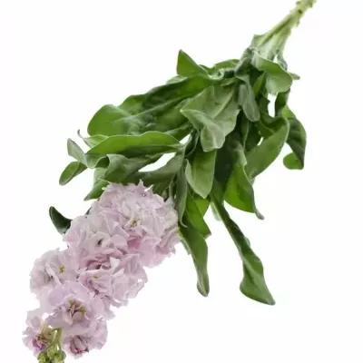 Matthiola IRON CHERRY BLOSSOM 55cm