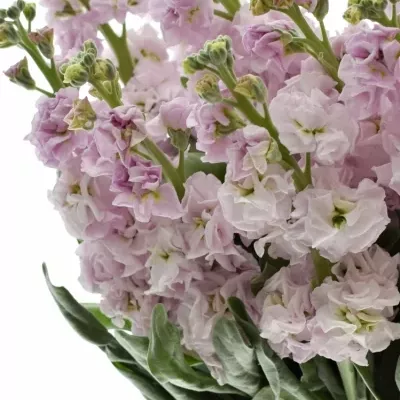 Matthiola IRON CHERRY BLOSSOM 55cm