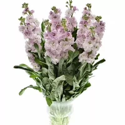 Matthiola IRON CHERRY BLOSSOM 55cm