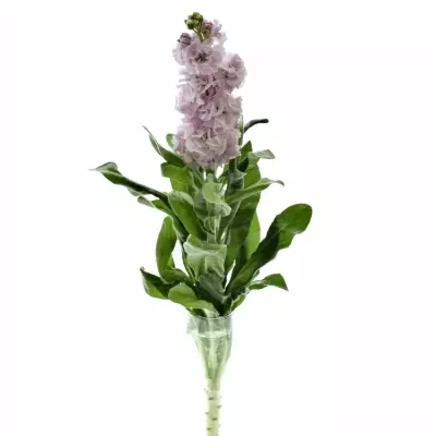 Matthiola IRON CHERRY BLOSSOM 55cm