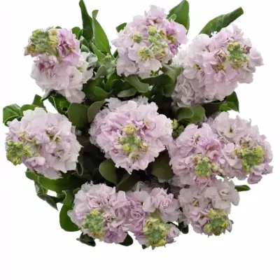 Matthiola IRON CHERRY BLOSSOM 55cm