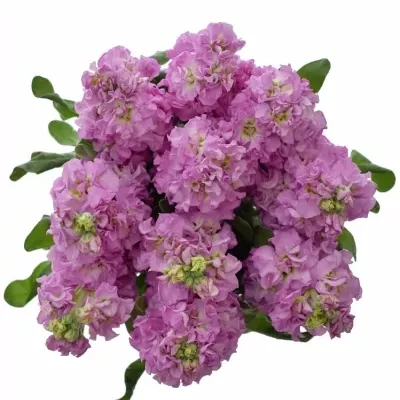 MATTHIOLA IRON PINK 45cm