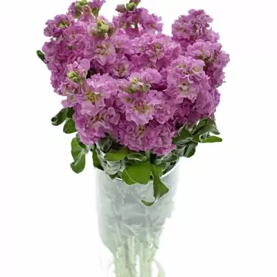 MATTHIOLA IRON PINK 45cm