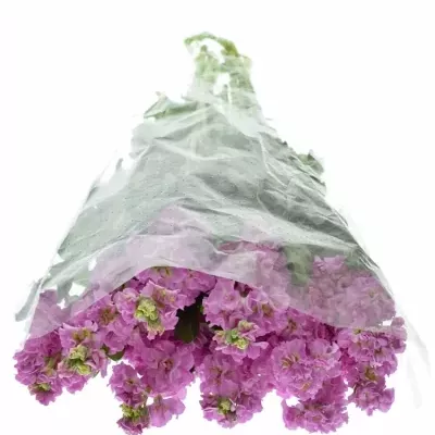 MATTHIOLA IRON PINK 45cm