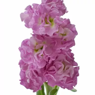 MATTHIOLA IRON PINK 45cm