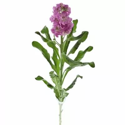 MATTHIOLA IRON PINK 45cm