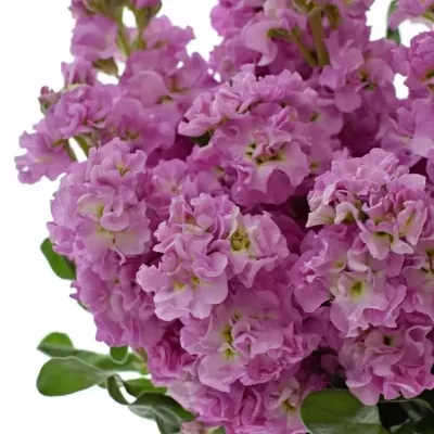 MATTHIOLA IRON PINK 45cm