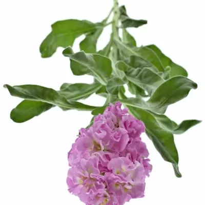 MATTHIOLA IRON PINK 45cm