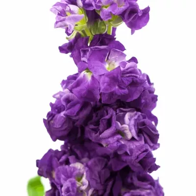 Matthiola IRON PURPLE 45cm