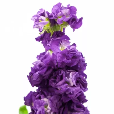 Matthiola IRON PURPLE 45cm