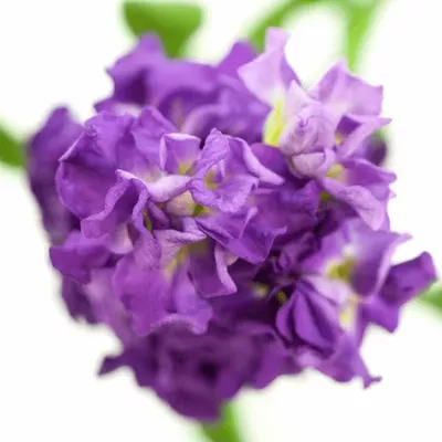 Matthiola IRON PURPLE 45cm