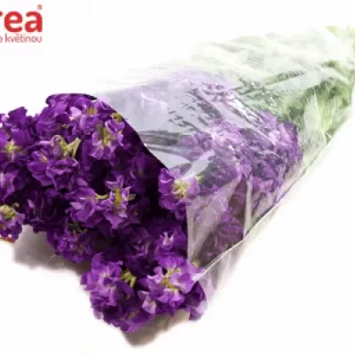 Matthiola IRON PURPLE 45cm