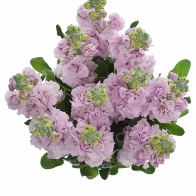 Matthiola IRON ROSE 70cm