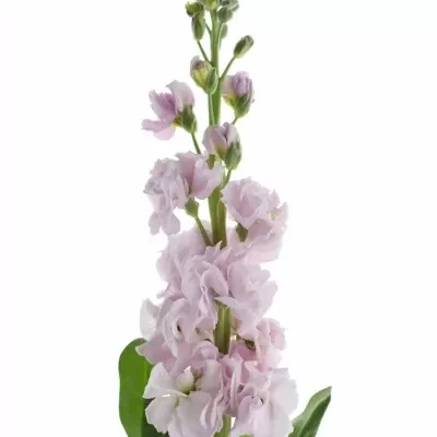 Matthiola IRON ROSE 70cm