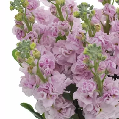 Matthiola IRON ROSE 70cm