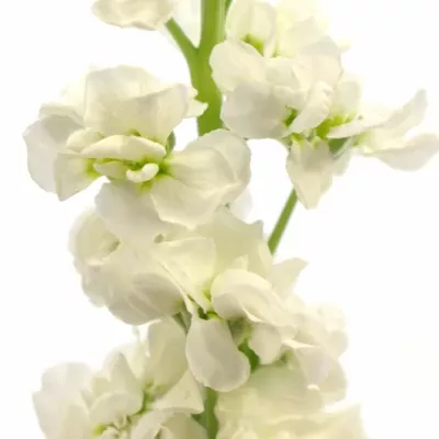 Matthiola LUCINDA WHITE 70cm