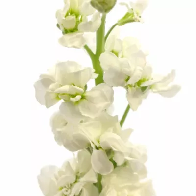 Matthiola LUCINDA WHITE 70cm