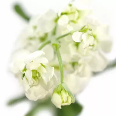 Matthiola LUCINDA WHITE 70cm