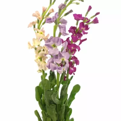 MATTHIOLA MIX