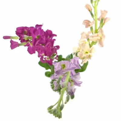 MATTHIOLA MIX