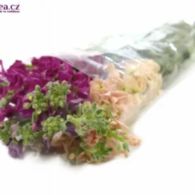 MATTHIOLA MIX