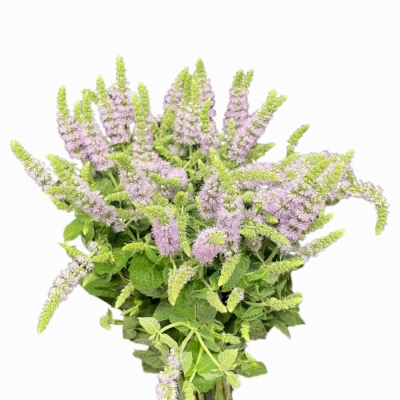 MENTHA FRESH START