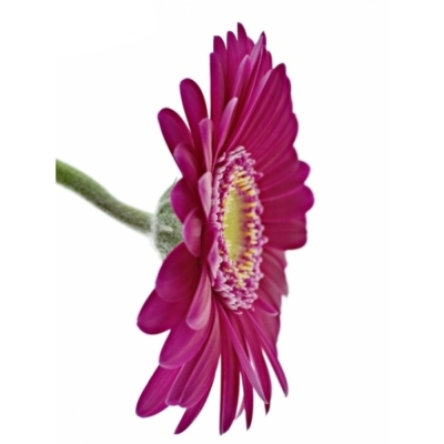 Mini gerbera AIRPLAY 