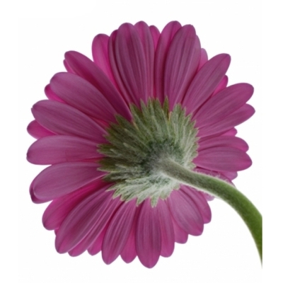 Mini gerbera AIRPLAY 