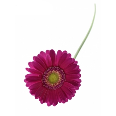 Mini gerbera AIRPLAY 