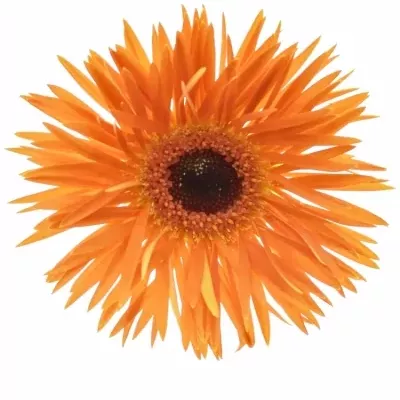 Mini gerbera GERSPIDER FIRECRACKER