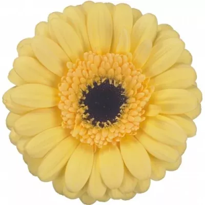 Mini gerbera HILARY