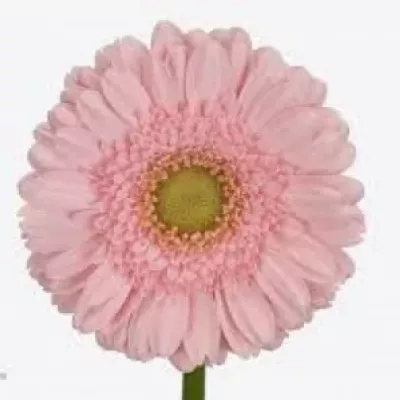 Mini gerbera HONEYMOOON 