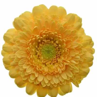 Mini gerbera POMPONI PEACHY