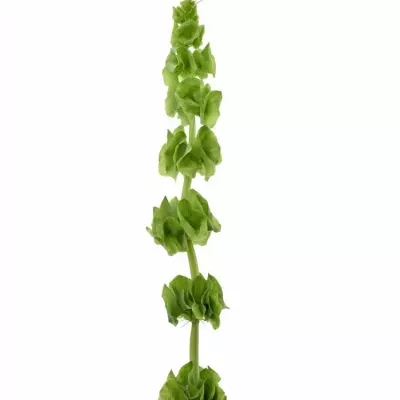 Moluccella STUK 60cm