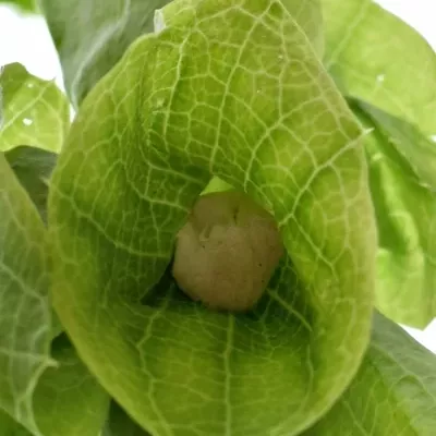 Moluccella STUK 60cm