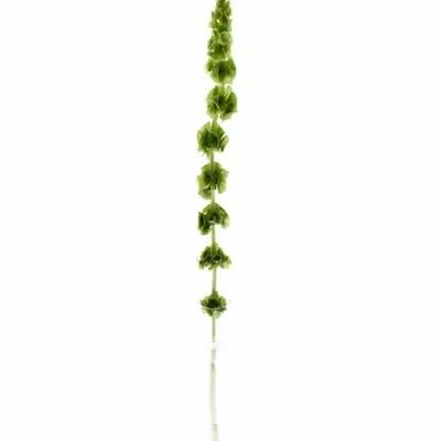 Moluccella STUK 60cm