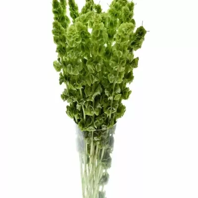 Moluccella STUK 60cm